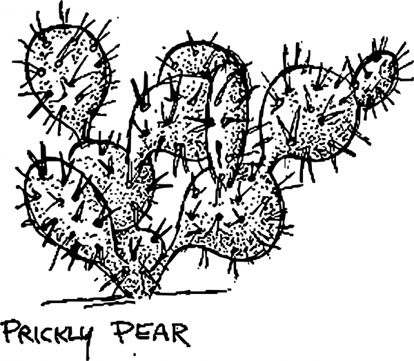 Vintage Prickly Pear Cactus coloring page image