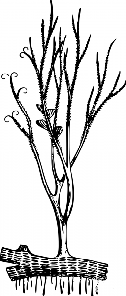 Vintage Psilophyton Princeps coloring page image