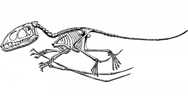 Vintage Pterodactyle coloring page image