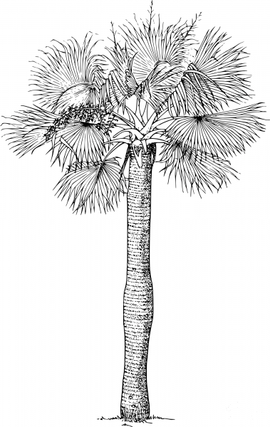 Vintage Puerto Rican Hat Palm coloring page image
