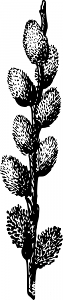 Vintage Pussy Willow coloring page image
