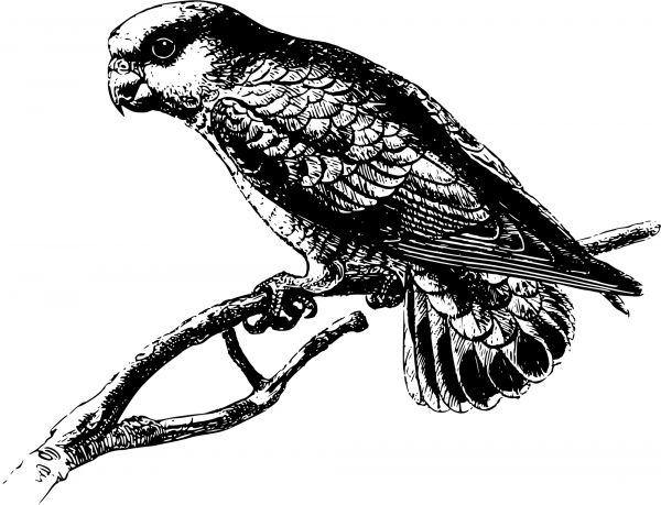 Vintage Pygmy Parrot coloring page image