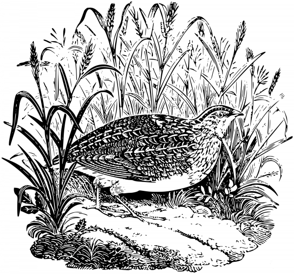 Vintage Quail coloring page image