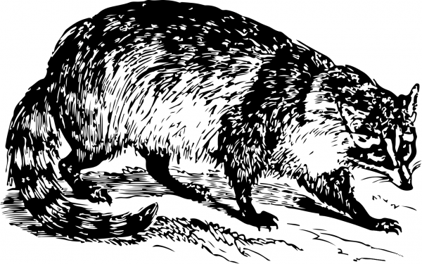 Vintage Raccoon coloring page image