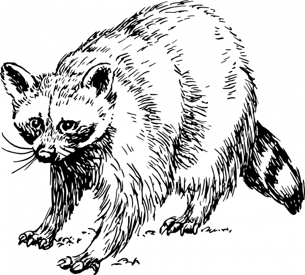 Vintage Raccoon coloring page image
