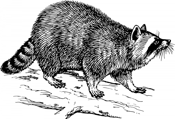 Vintage Raccoon coloring page image