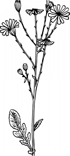 Vintage Ragwort coloring page image