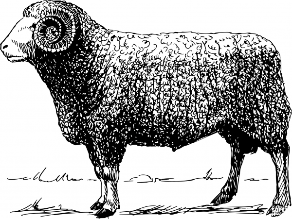 Vintage Ram coloring page image