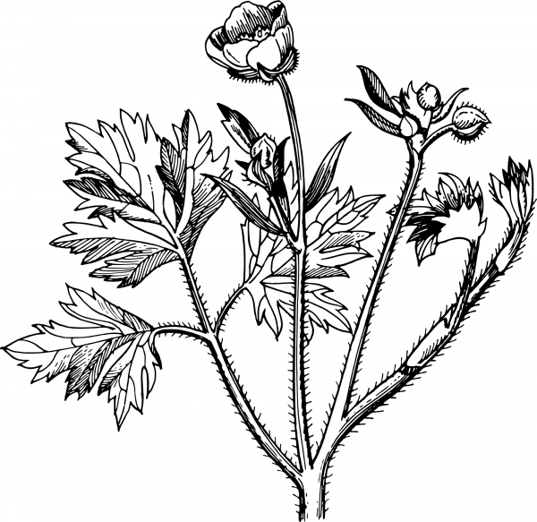 Vintage Ranunculus coloring page image