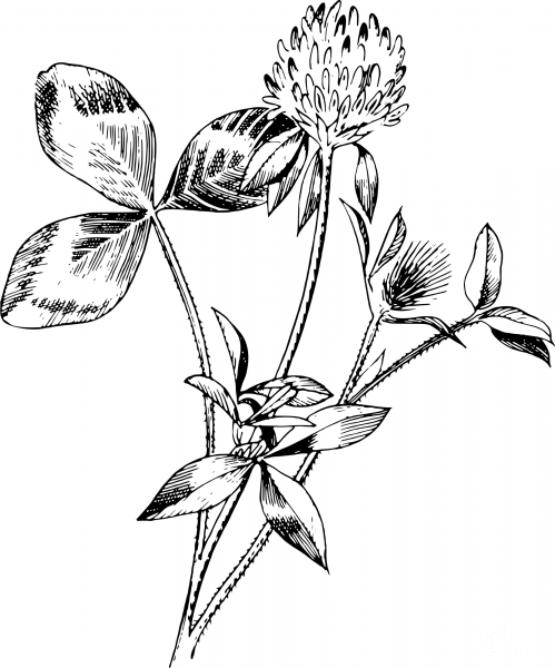 Vintage Red Clover coloring page image
