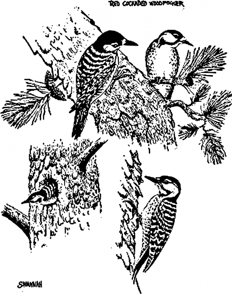 Vintage Red Cockaded Woodpeckers coloring page image