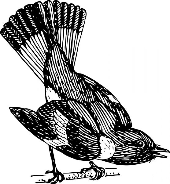Vintage Redstart coloring page image