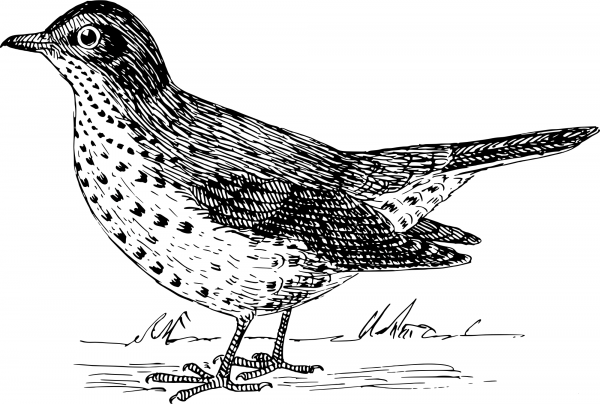 Vintage Redwing coloring page image