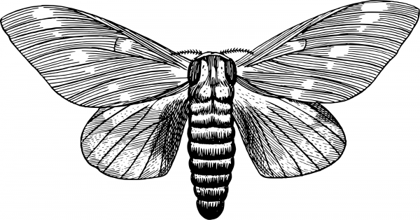 Vintage Regal Moth coloring page image