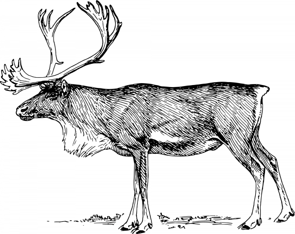 Vintage Reindeer coloring page image