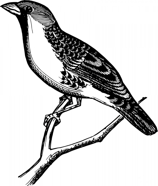 Vintage Republican Grosbeak coloring page image