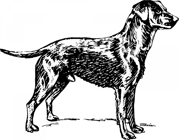 Vintage Retriever coloring page image