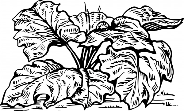 Vintage Rhubarb coloring page image