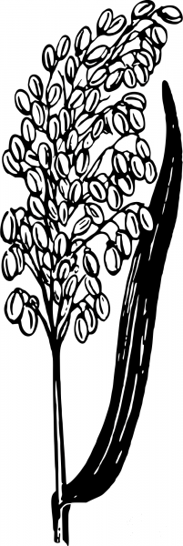 Vintage Rice Plant coloring page image