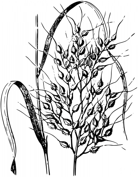 Vintage Rice Plant coloring page image