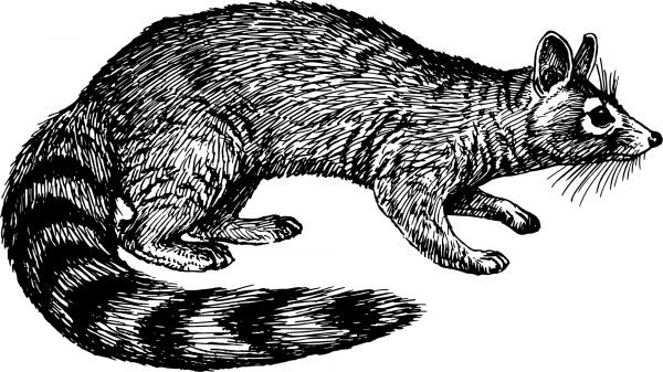 Vintage Ringtail Cat coloring page image