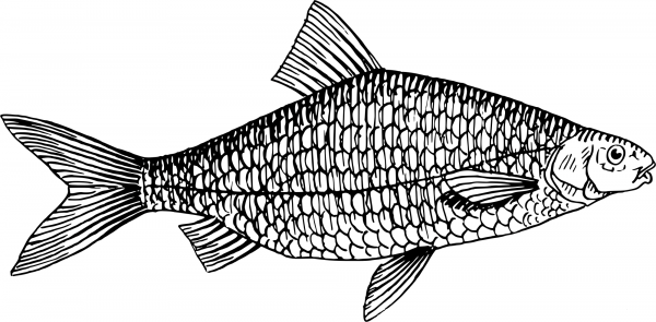 Vintage Roach coloring page image