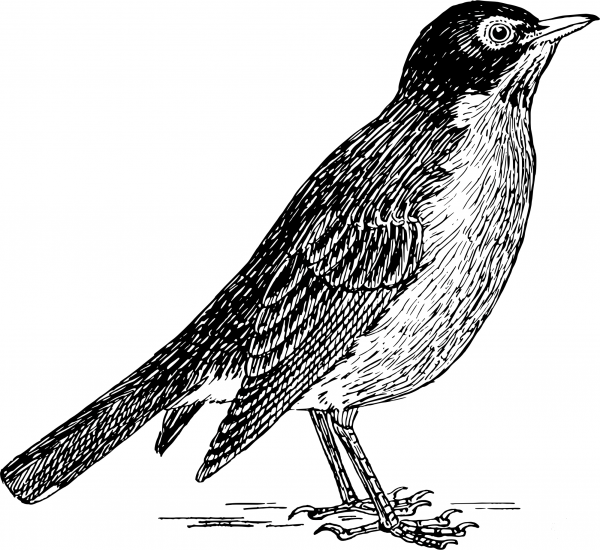 Vintage Robin coloring page image