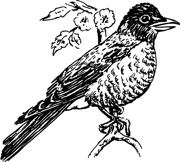 Vintage Robin coloring page image