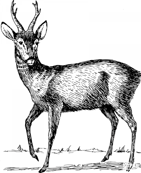 Vintage Roebuck coloring page image