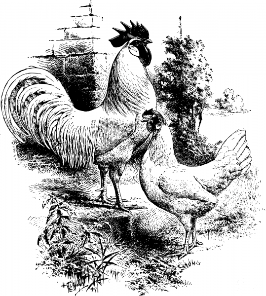Vintage Rooster and Hen coloring page image