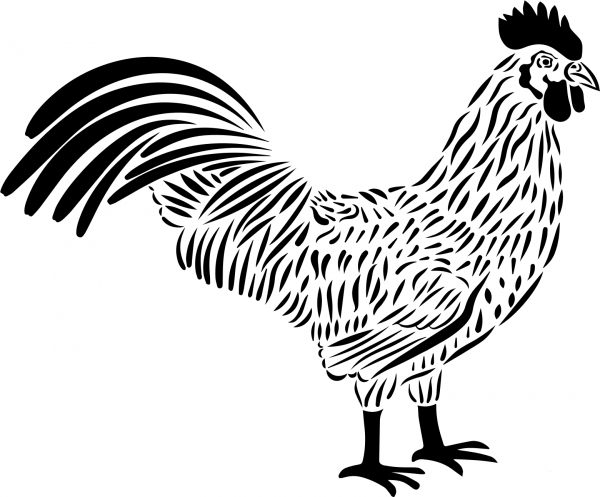 Vintage Rooster Graphic Image Chicken Clipart Vector coloring page image
