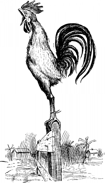 Vintage Rooster on a Fence coloring page image