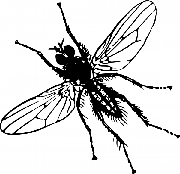Vintage Root Fly coloring page image