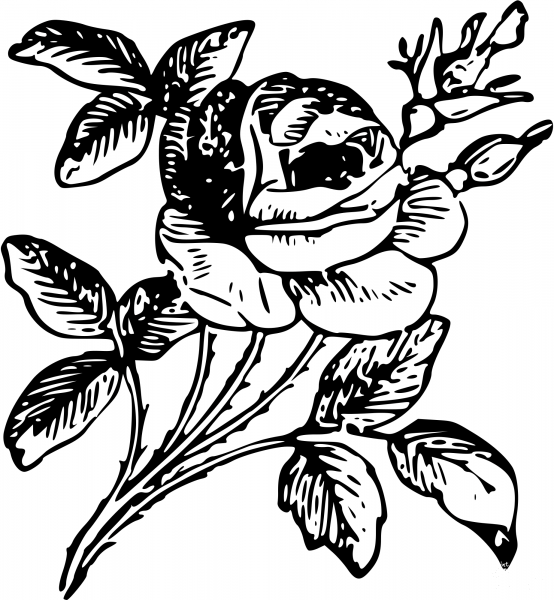 Vintage Rose coloring page image