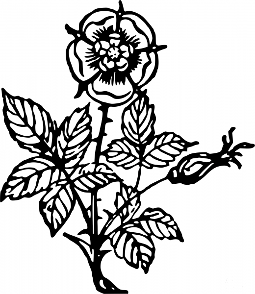 Vintage Rose coloring page image