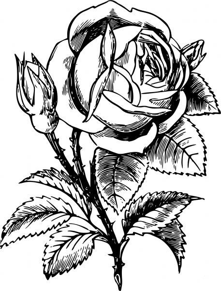 Vintage Rose coloring page image