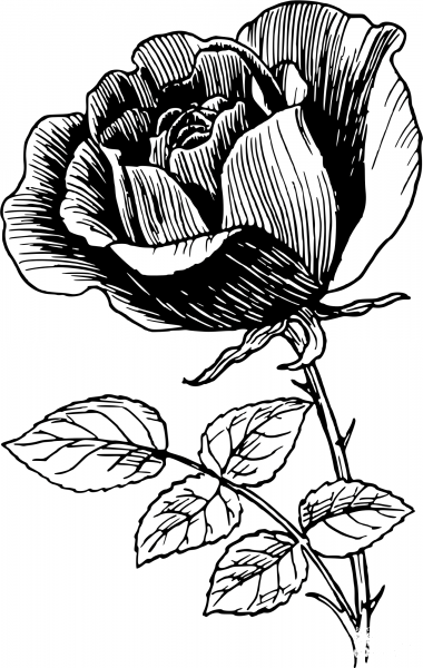 Vintage Rose coloring page image