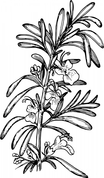 Vintage Rosemary coloring page image