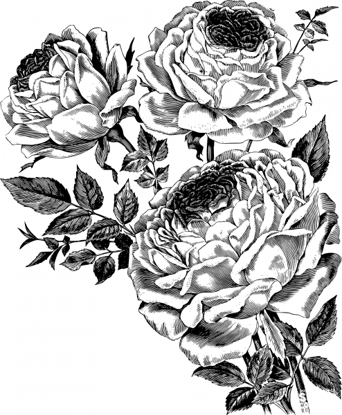 Vintage Roses coloring page image