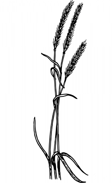 Vintage Rye coloring page image