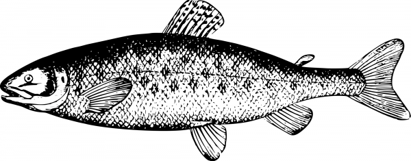 Vintage Salmon coloring page image