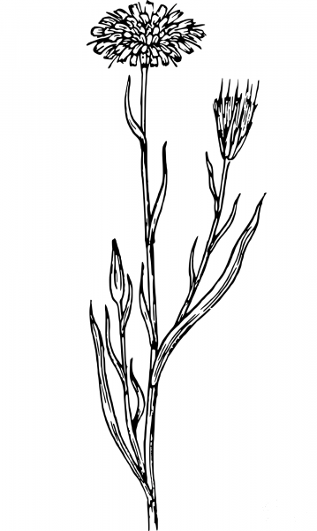 Vintage Salsify coloring page image