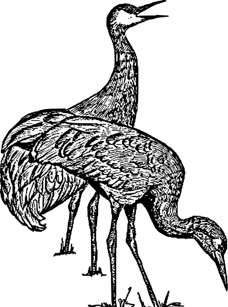 Vintage Sandhill Crane coloring page image