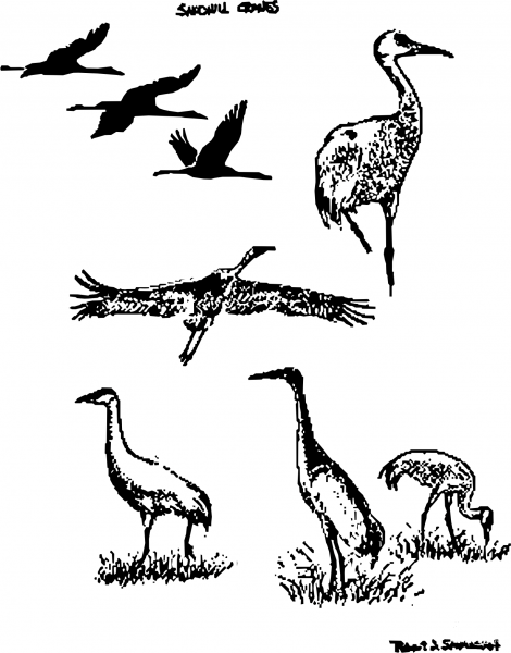 Vintage Sandhill Cranes Many coloring page image