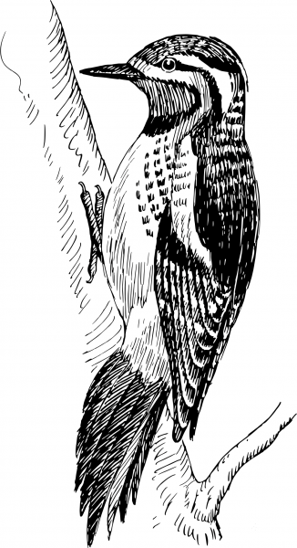 Vintage Sapsucker coloring page image