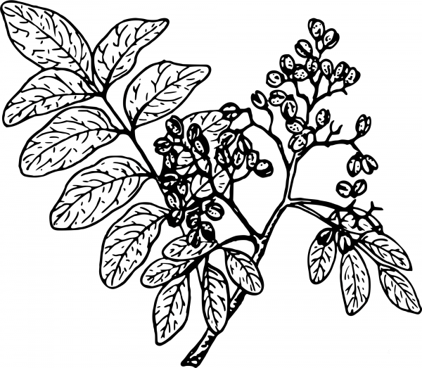 Vintage Satinwood coloring page image