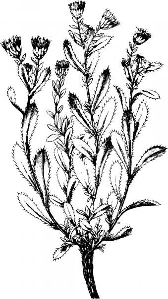 Vintage Sawtoothed Goldenweed coloring page image