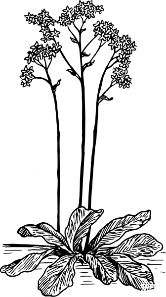 Vintage Saxifrage coloring page image