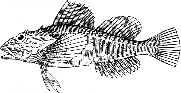 Vintage Sculpin coloring page image