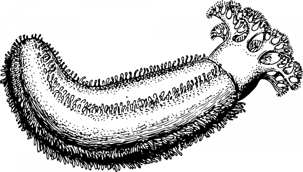 Vintage Sea Cucumber coloring page image